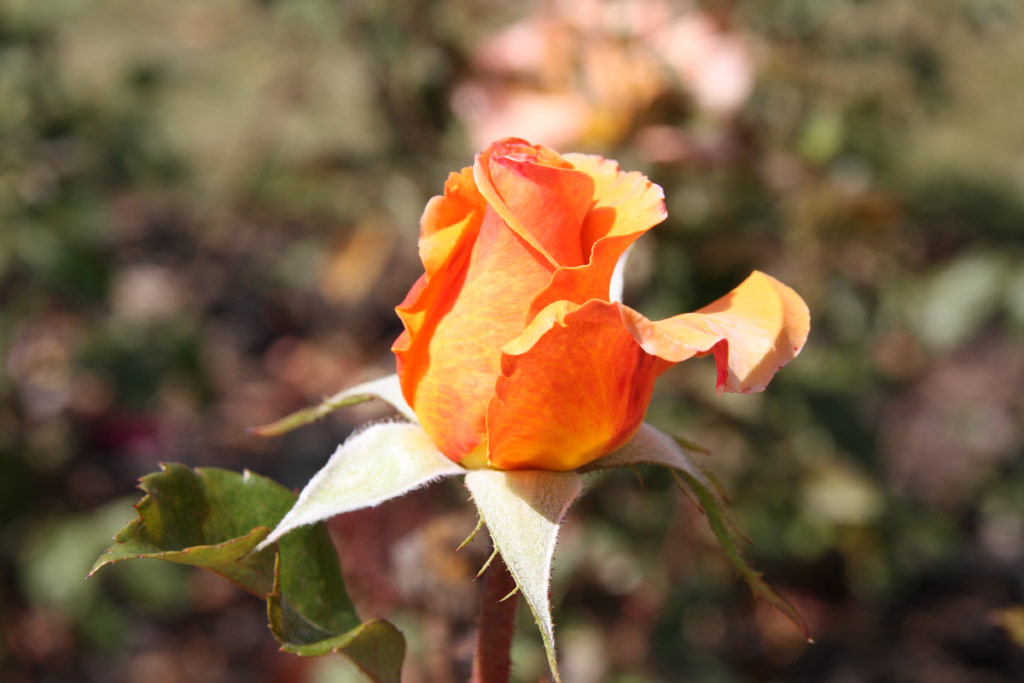 růže Alexandra (Kordes)