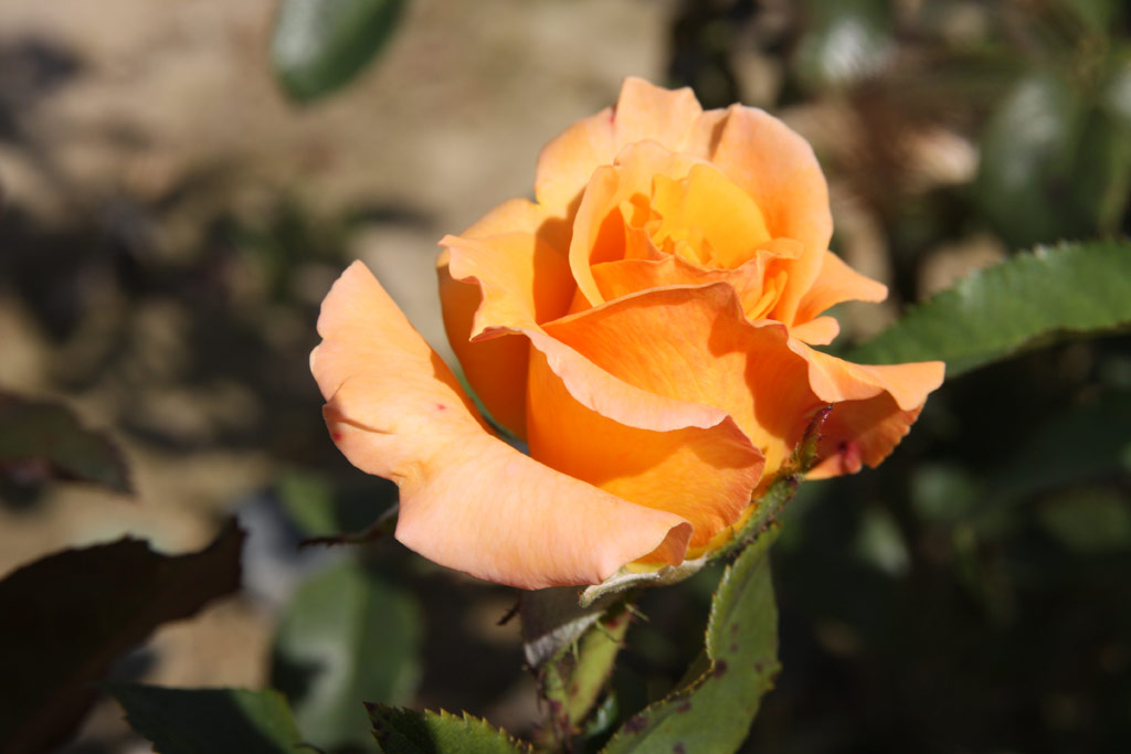 růže Alexandra (Kordes)