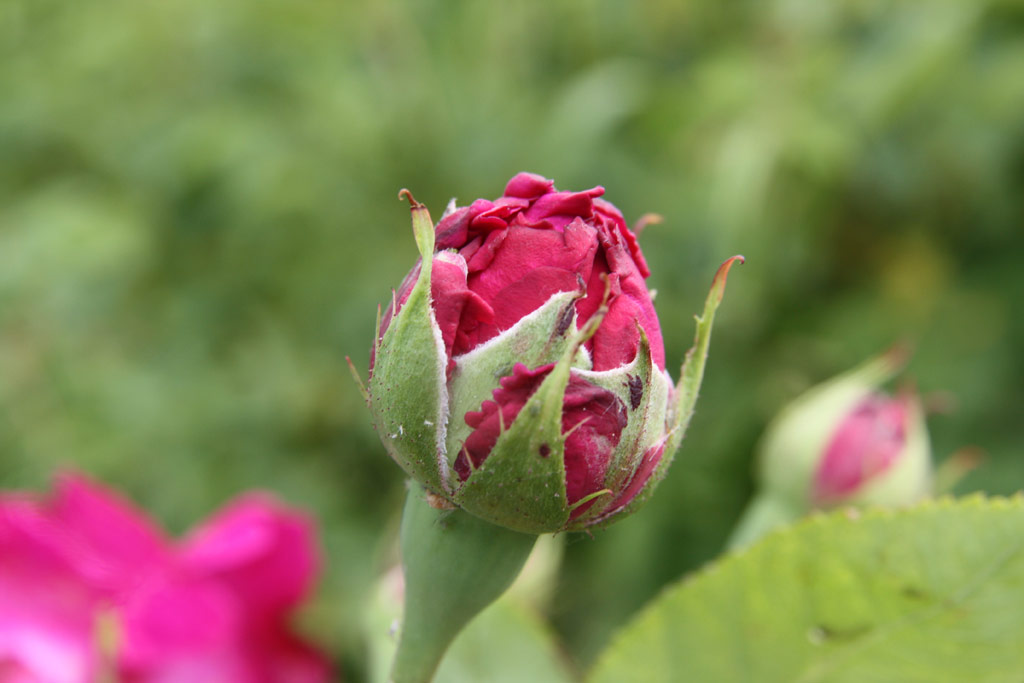 růže Alfred Colomb