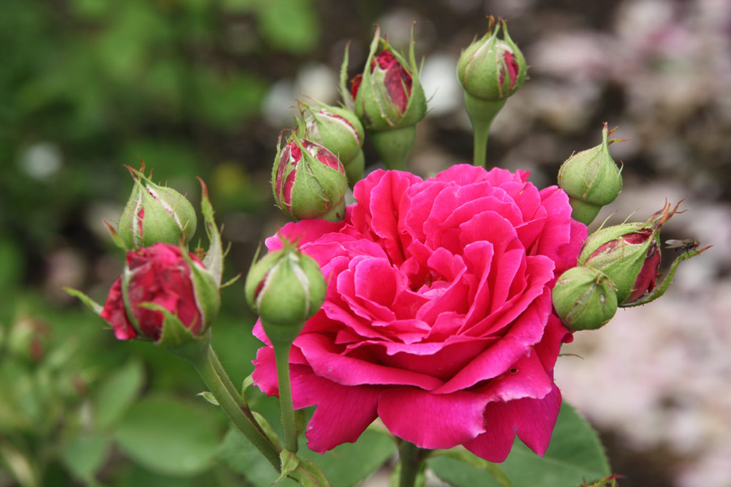 růže Alfred Colomb