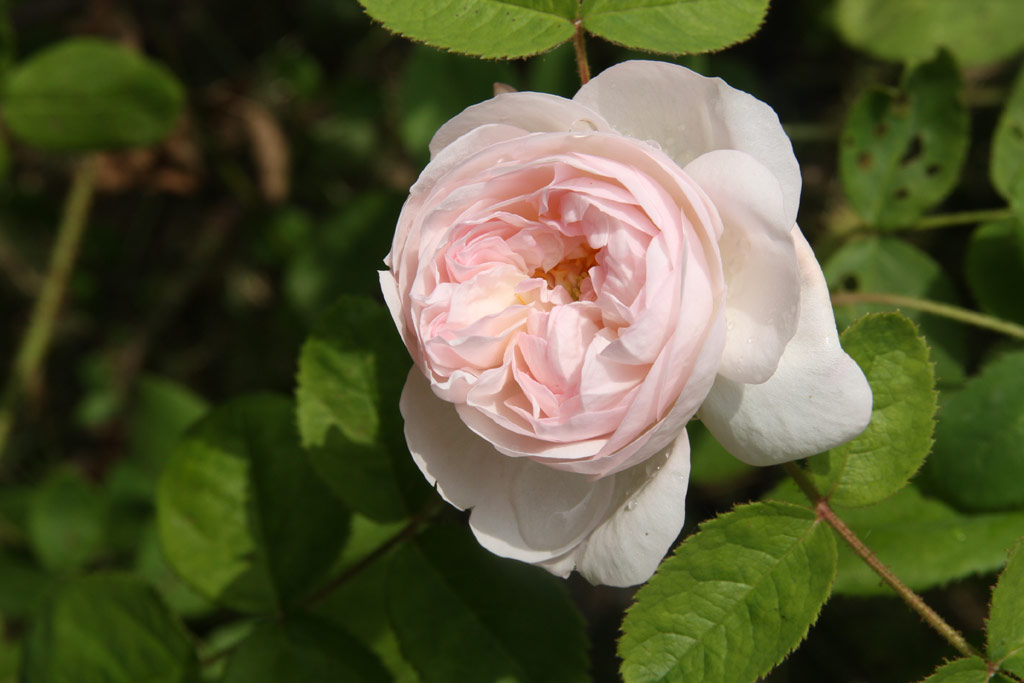 růže Alfred de Dalmas