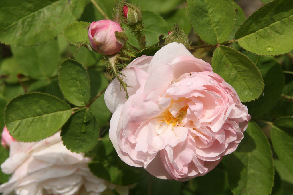 růže Alfred de Dalmas