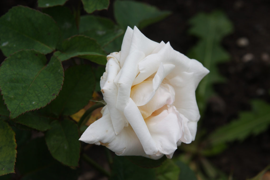 růže Alice Grahame