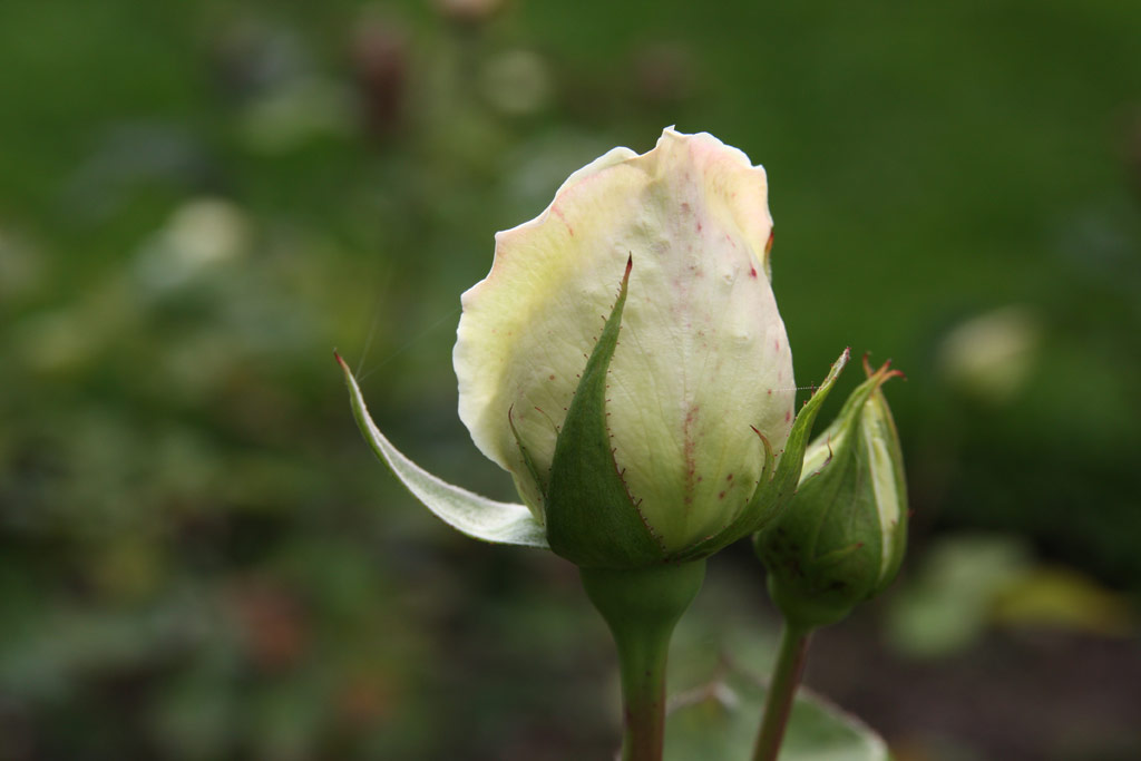 růže Alice Stern