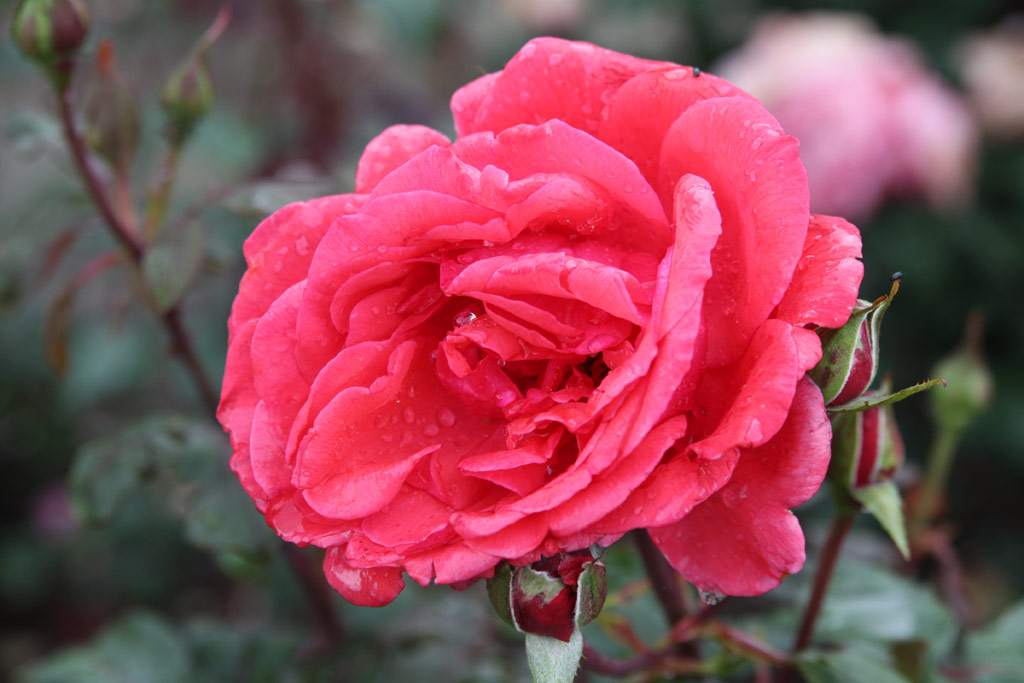 růže Allegro