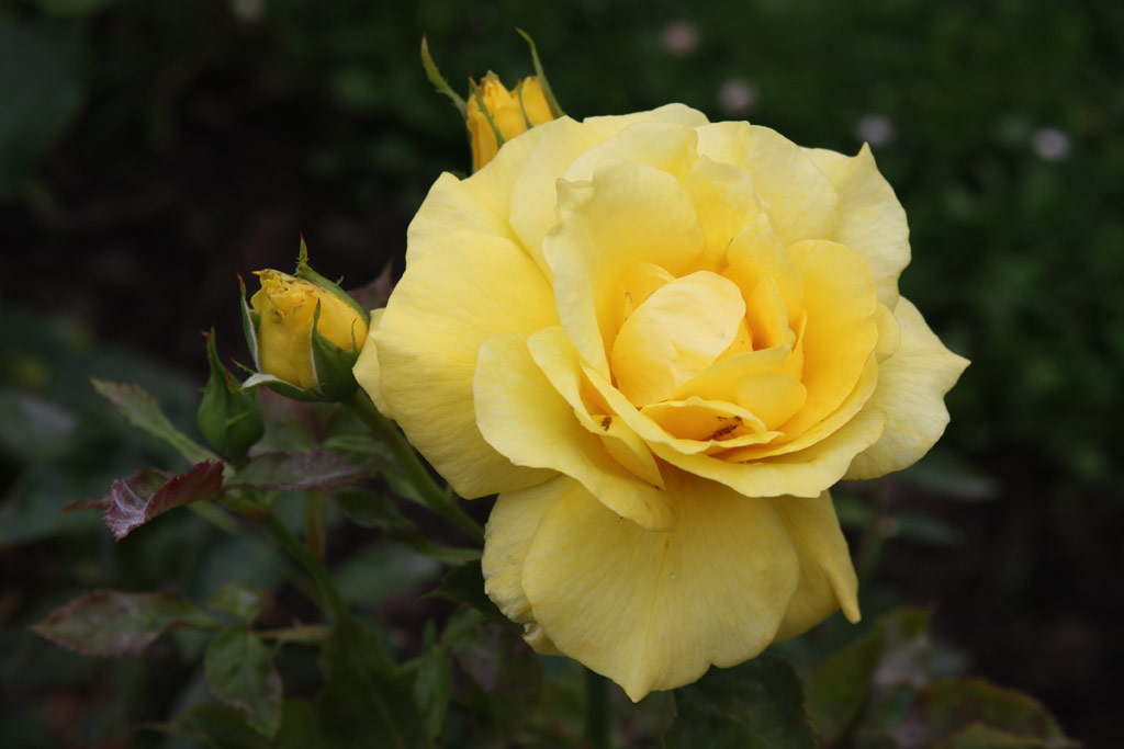 růže Allgold