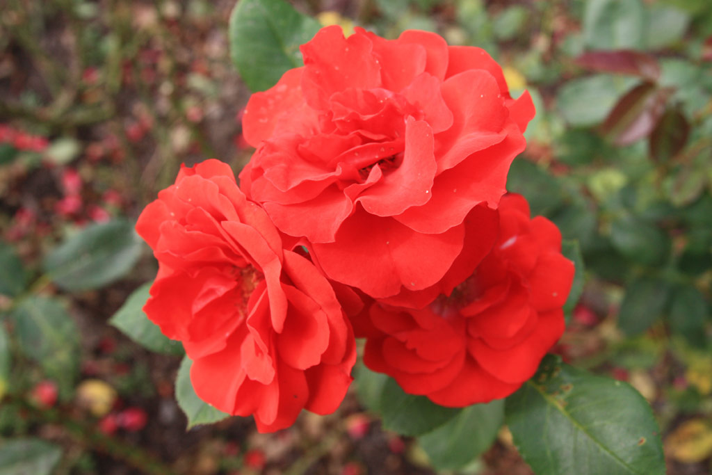 růže Allotria