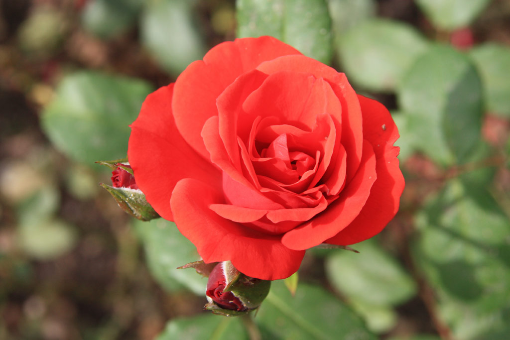 růže Allotria