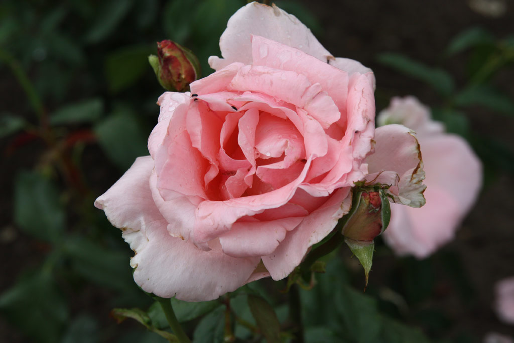 růže Almandet