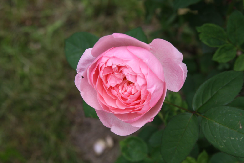 růže Alnwick Castle