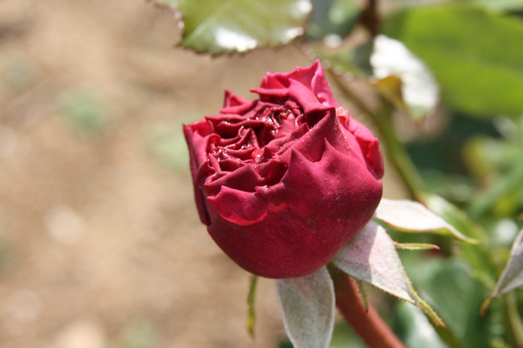 růže Aloha (Boerner)
