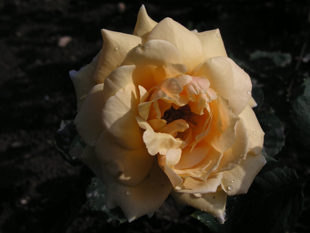 růže Alois Jir�sek
