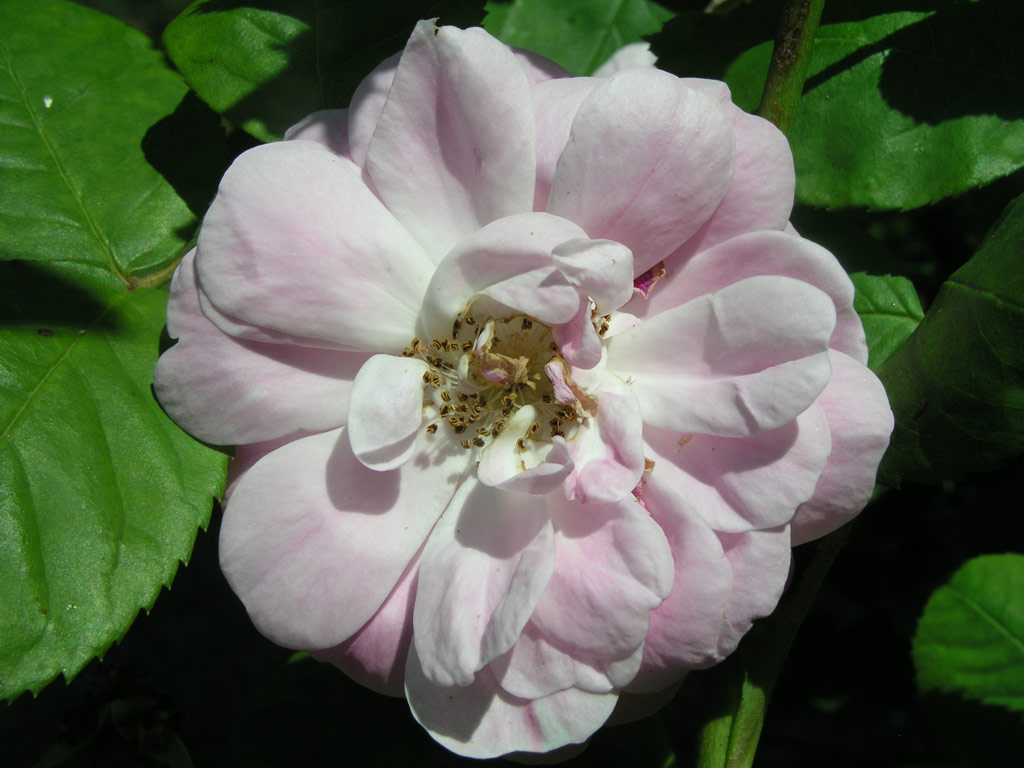růže Alpenfee