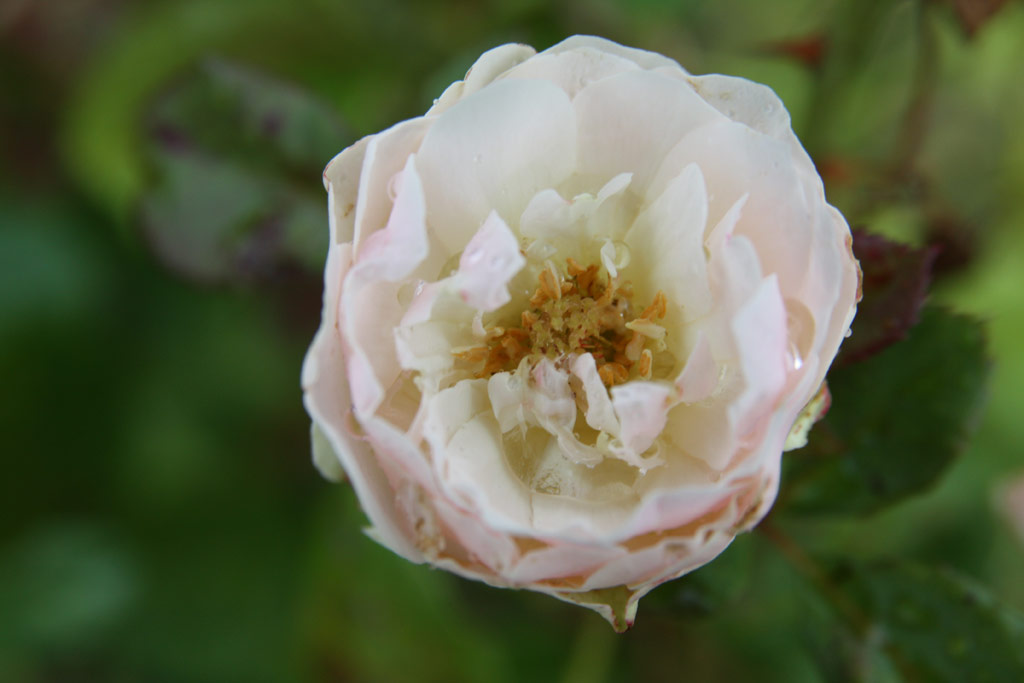 růže Als�-Feh�r