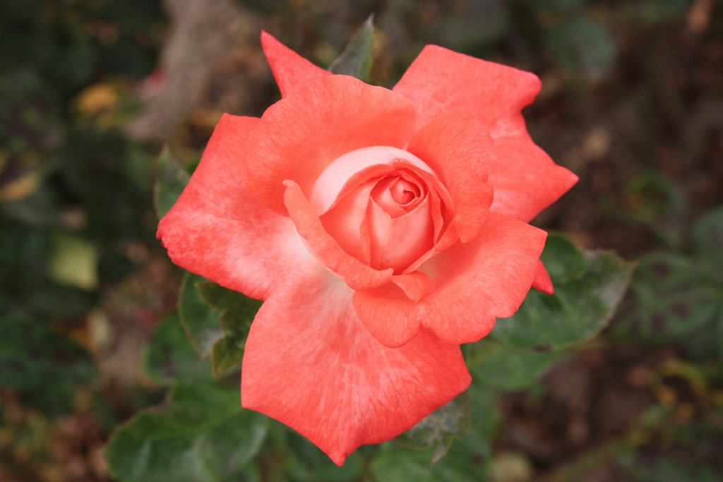 růže Alte Liebe (Berger)