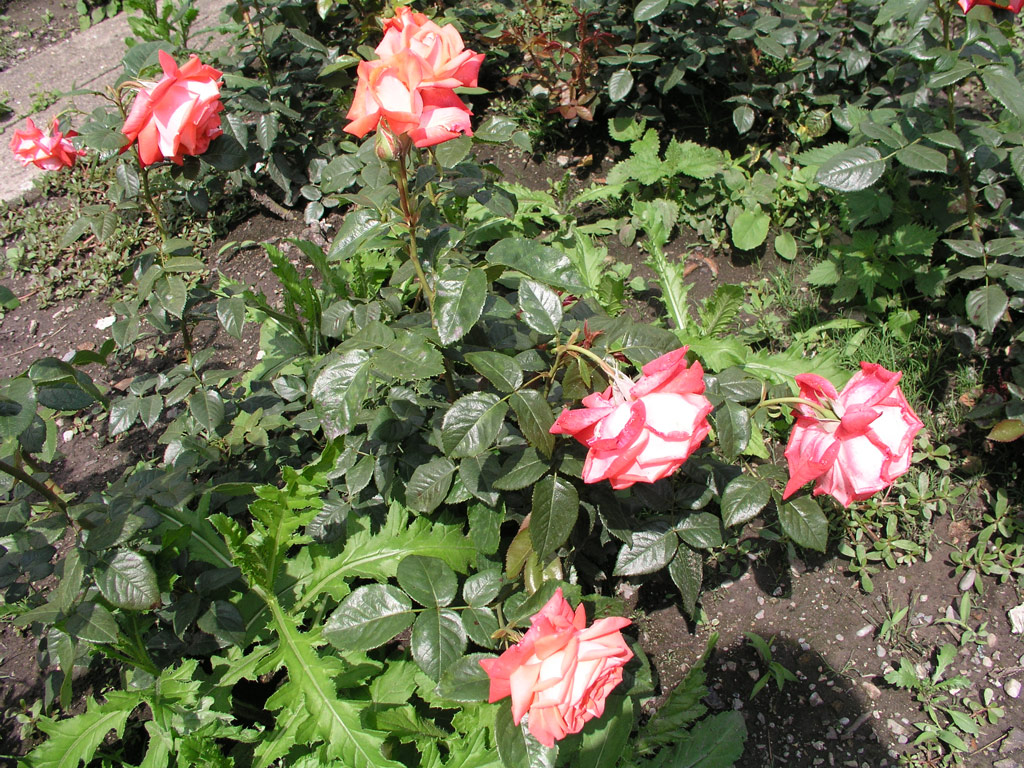 růže Alte Liebe (Berger)