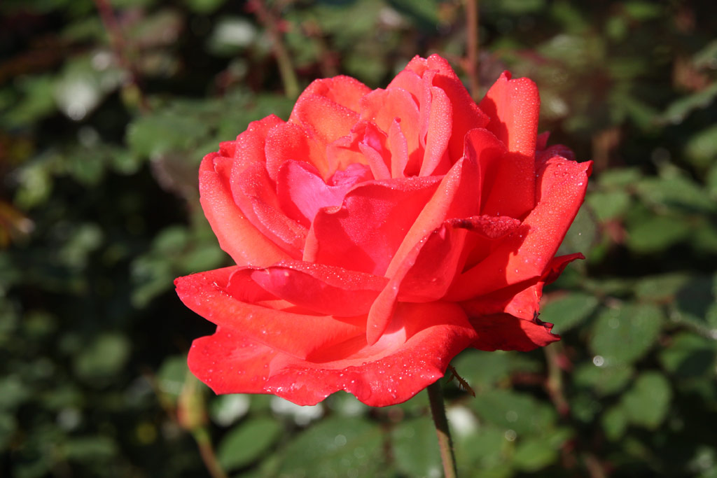 růže Altenburg