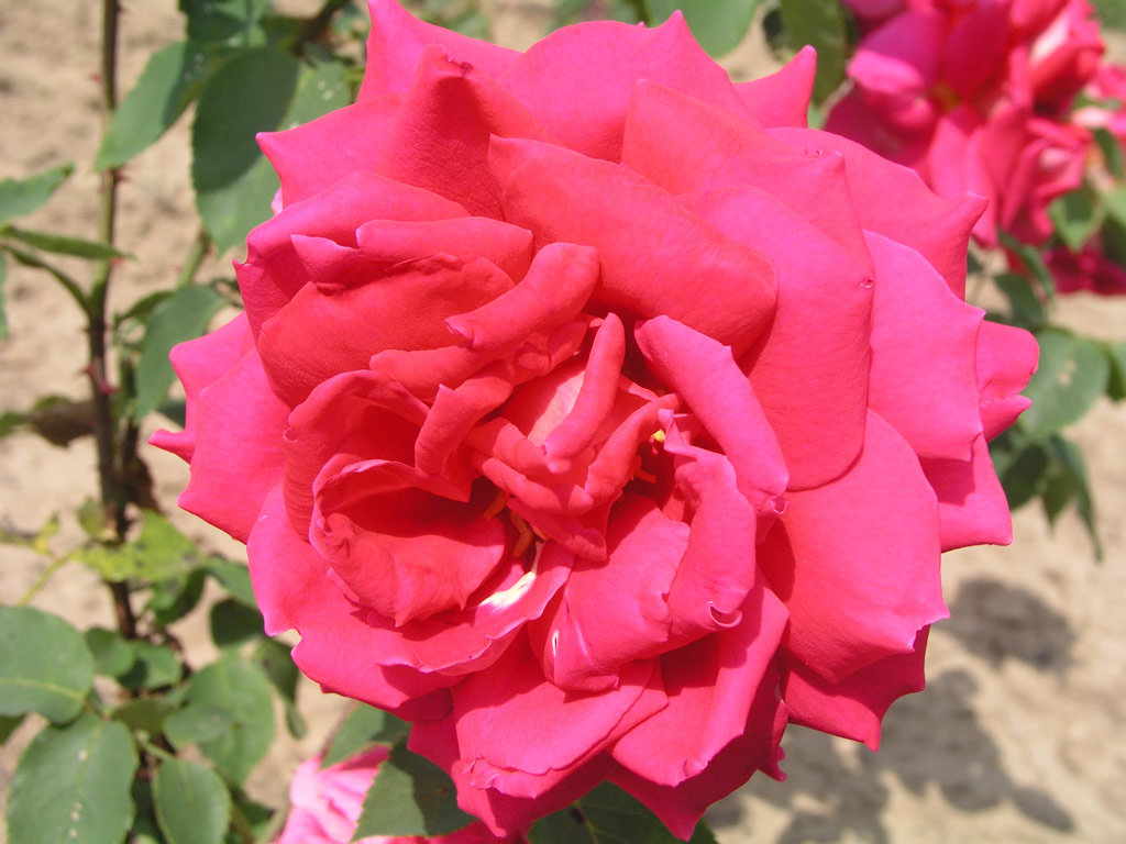 růže Altesee