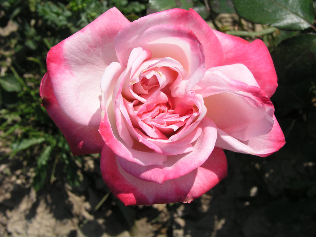 růže Altesee