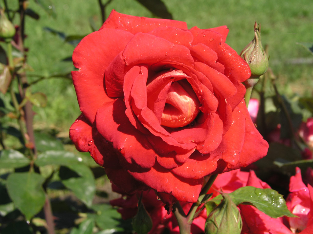 růže Amadeus (Kordes,?H)