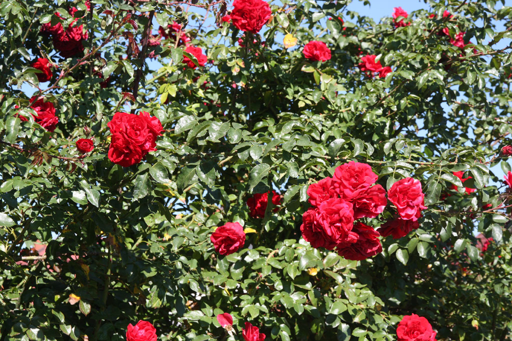 růže Amadeus (Kordes,PN)
