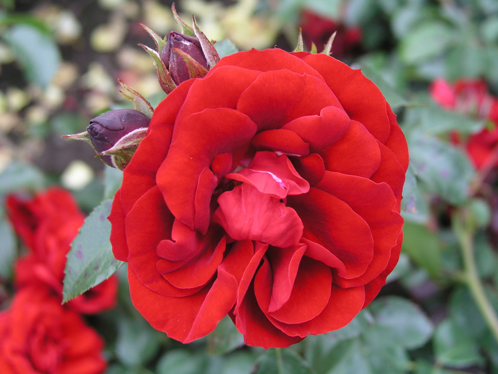 růže Amadeus (Kordes,PN)