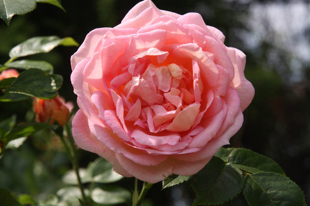 růže Amaretto