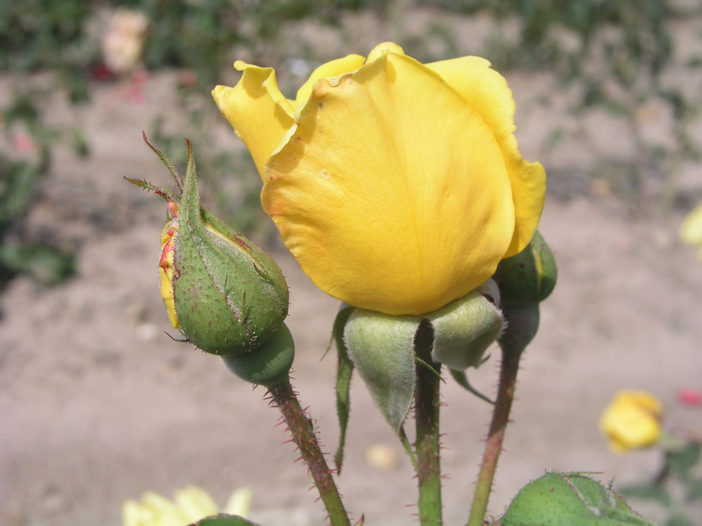 růže Amarillo