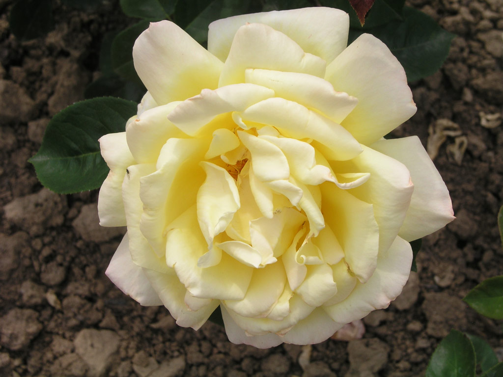 růže Amatsu Otome