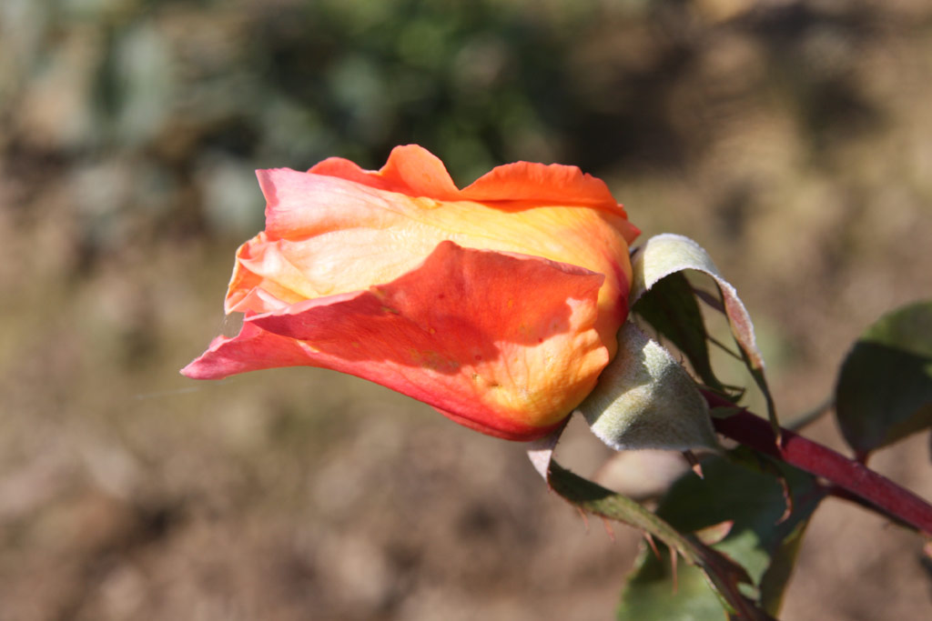růže Ambassador