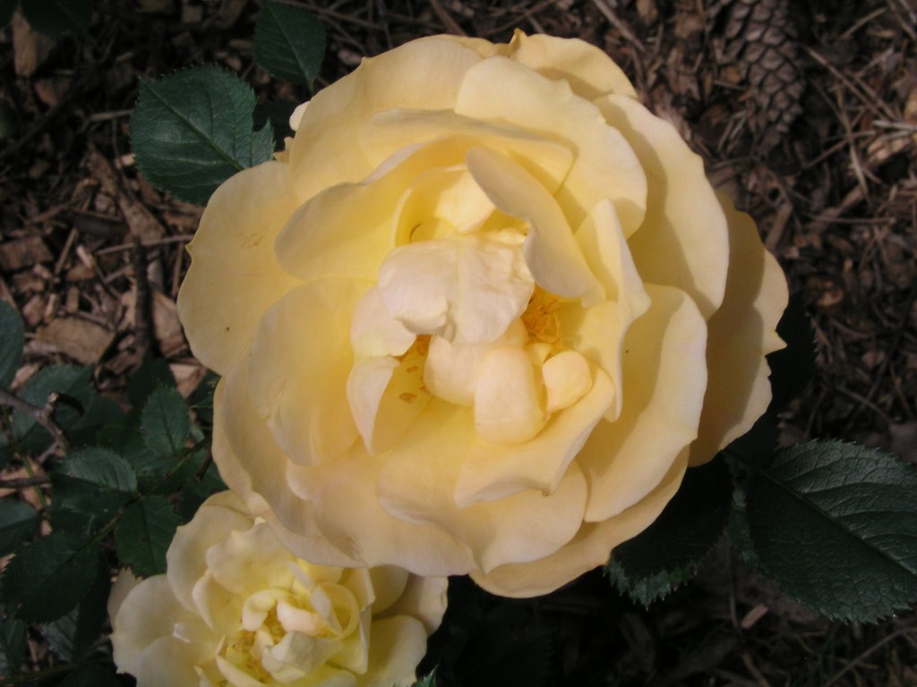 růže Amber Cover