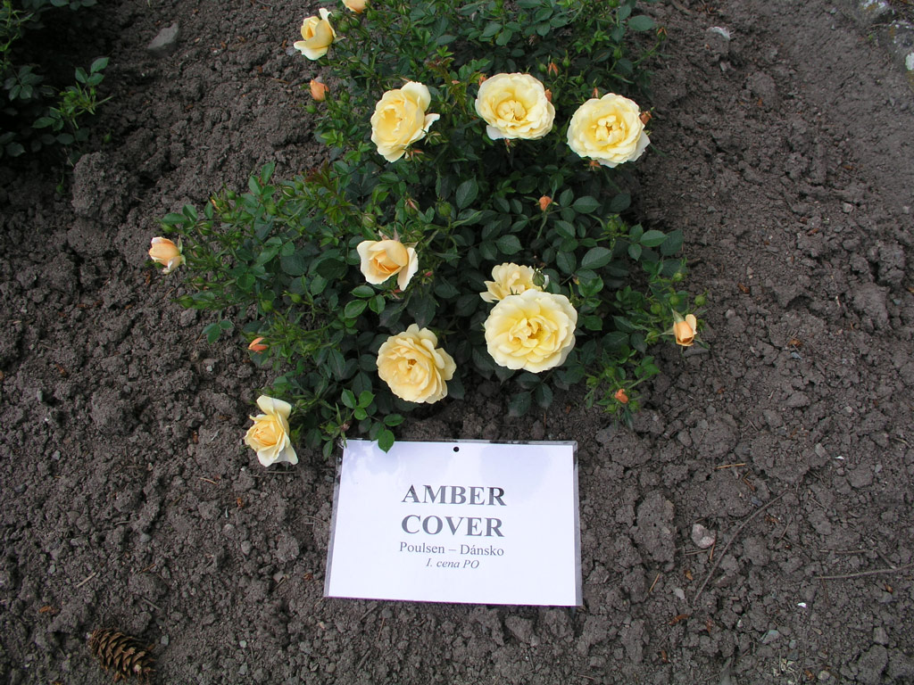 růže Amber Cover