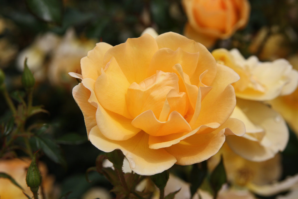růže Amber Sun (Kordes)