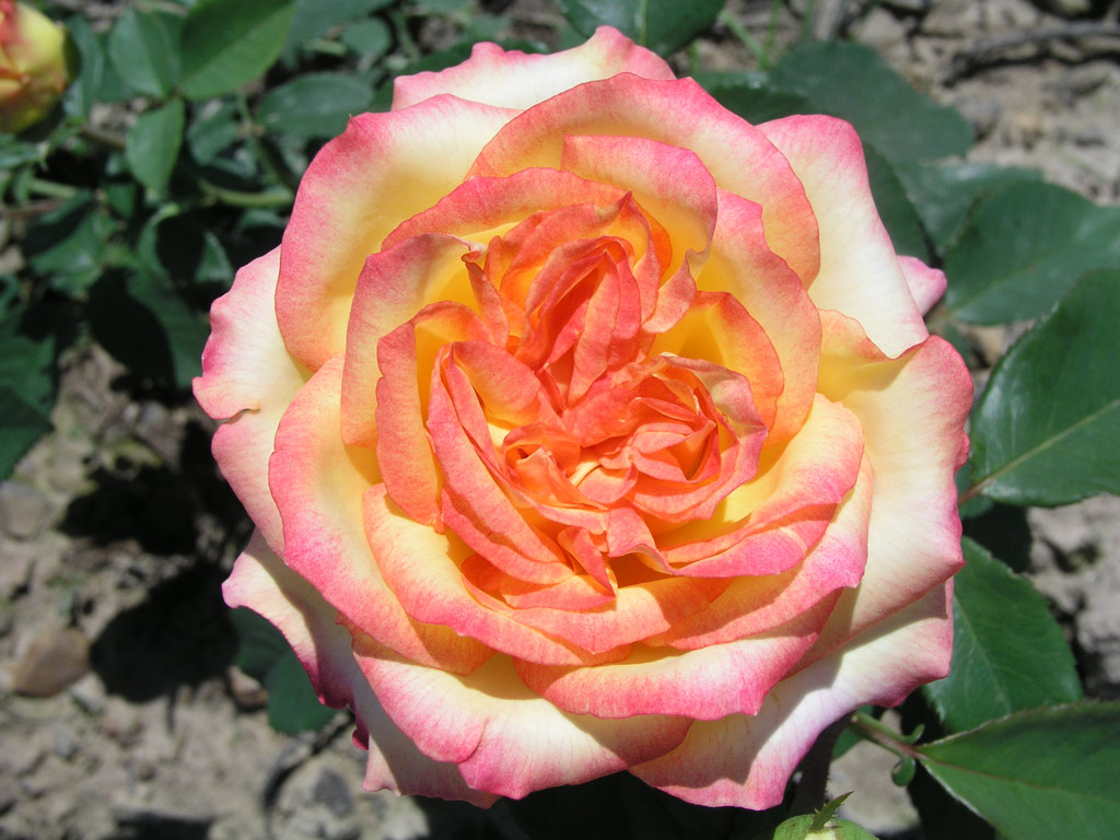 růže Ambiance (Delforge)