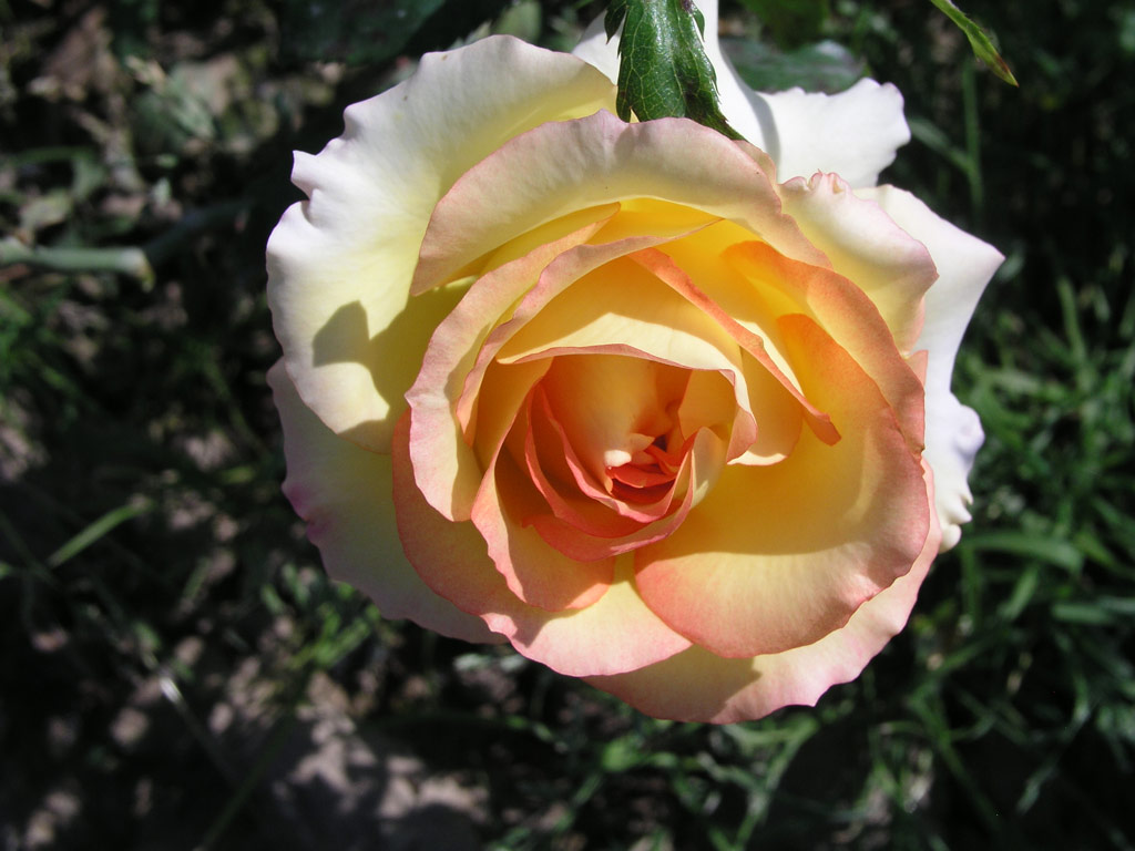 růže Ambiance (Delforge)