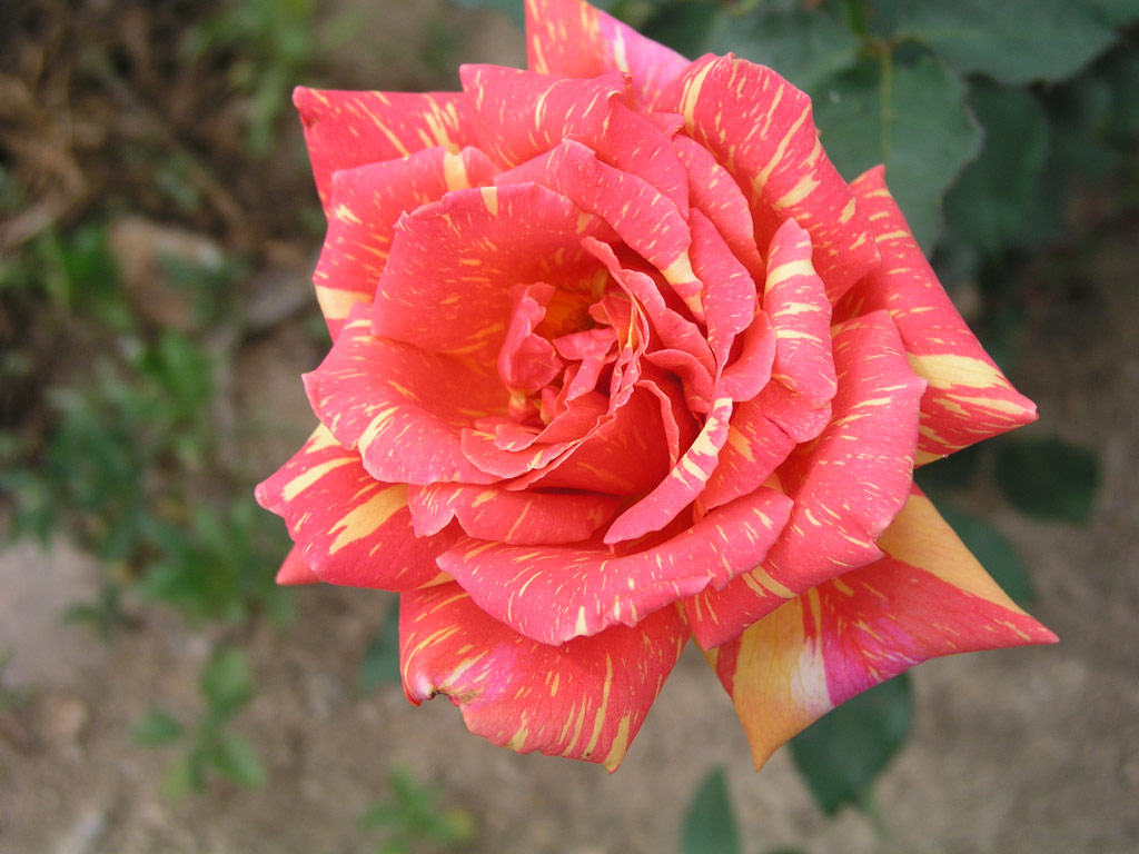 růže Ambossfunken
