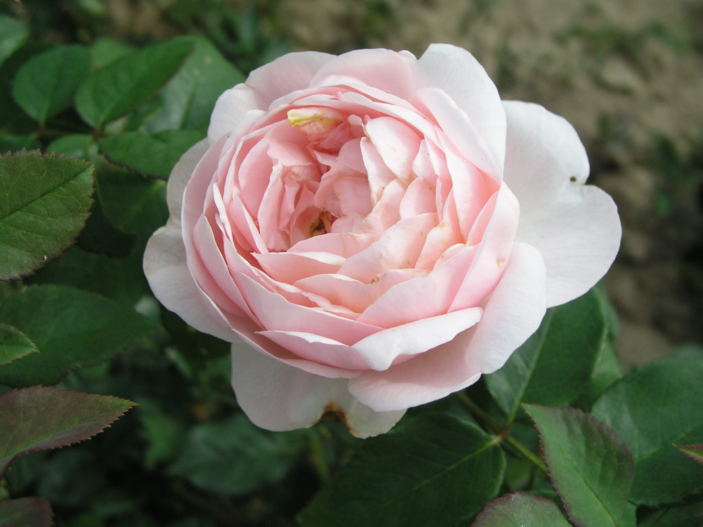 růže Ambridge Rose