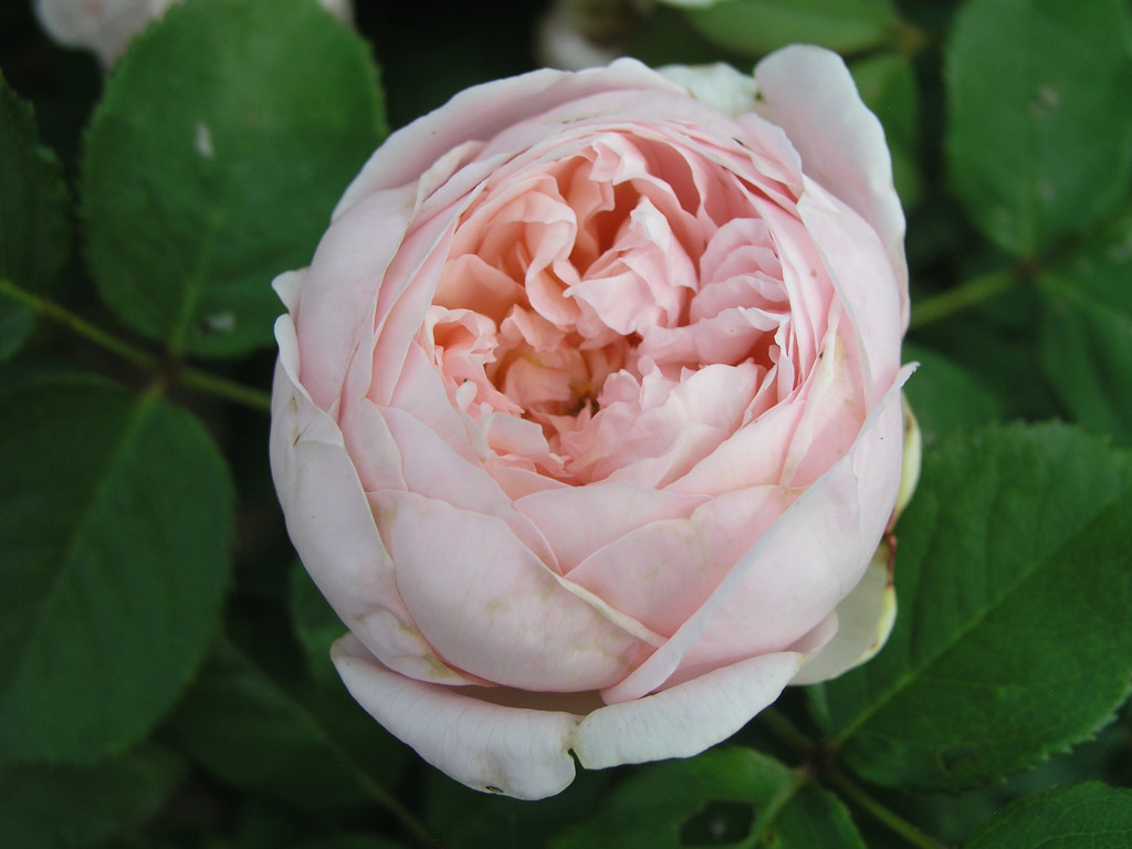 růže Ambridge Rose