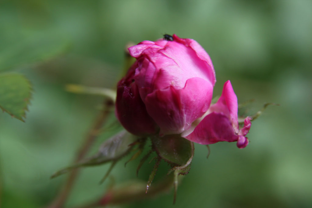 růže Ambroise Par�
