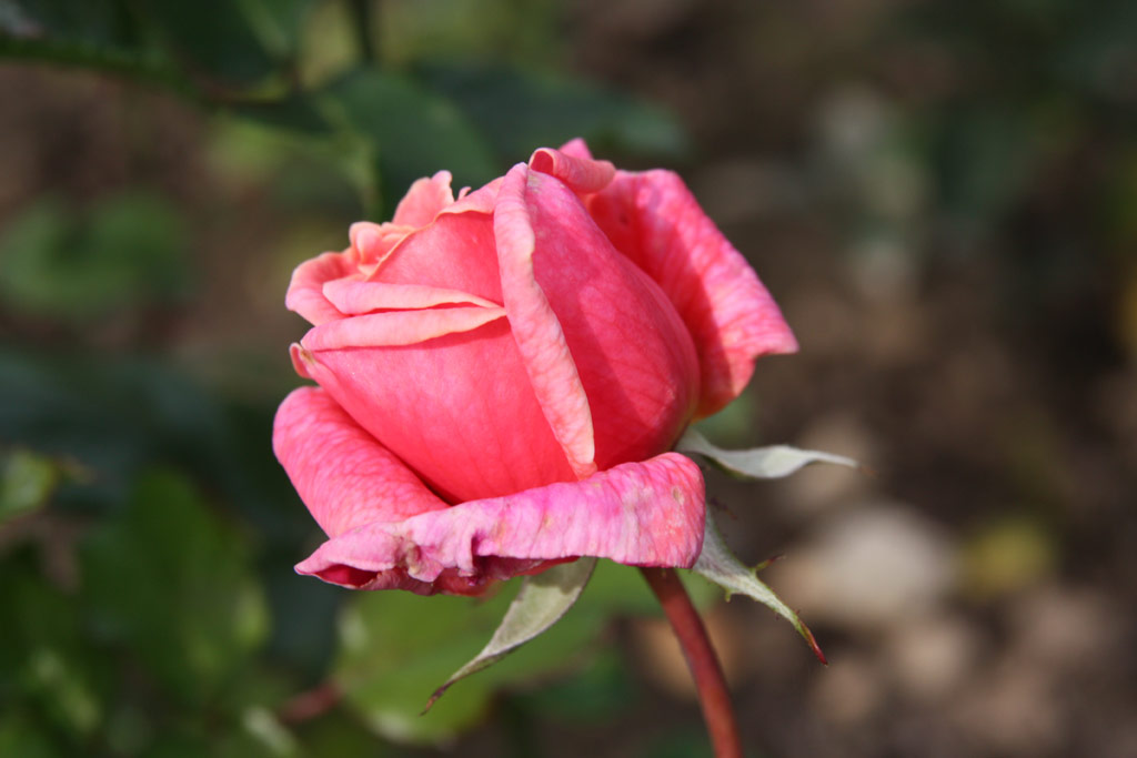 růže Ami Quinard