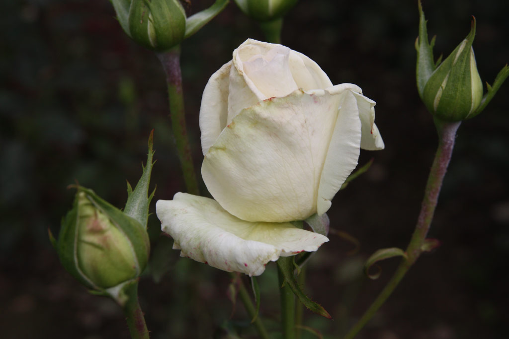 růže Amorosa