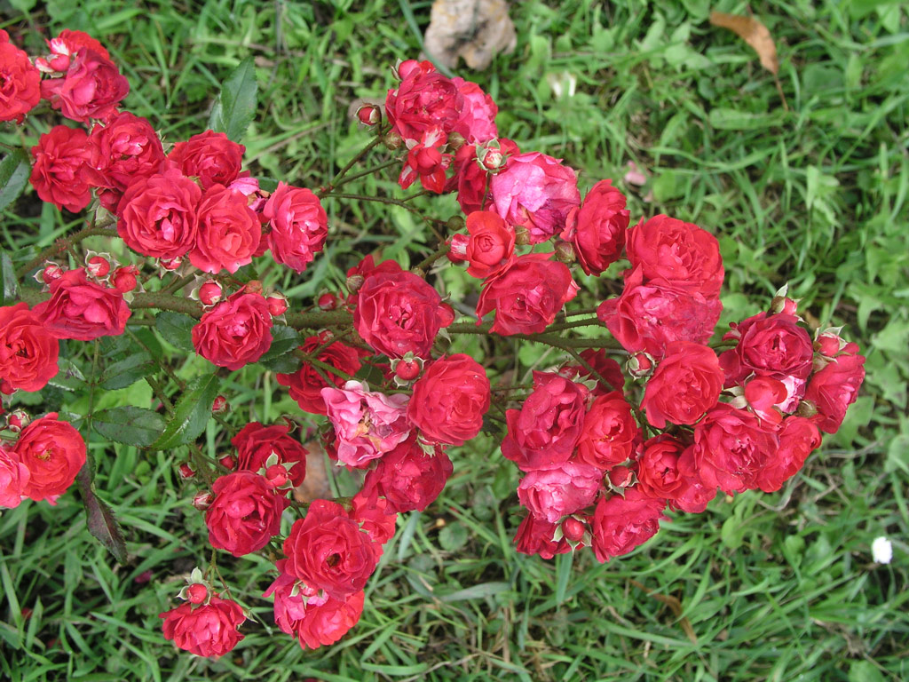 růže Ampelrose