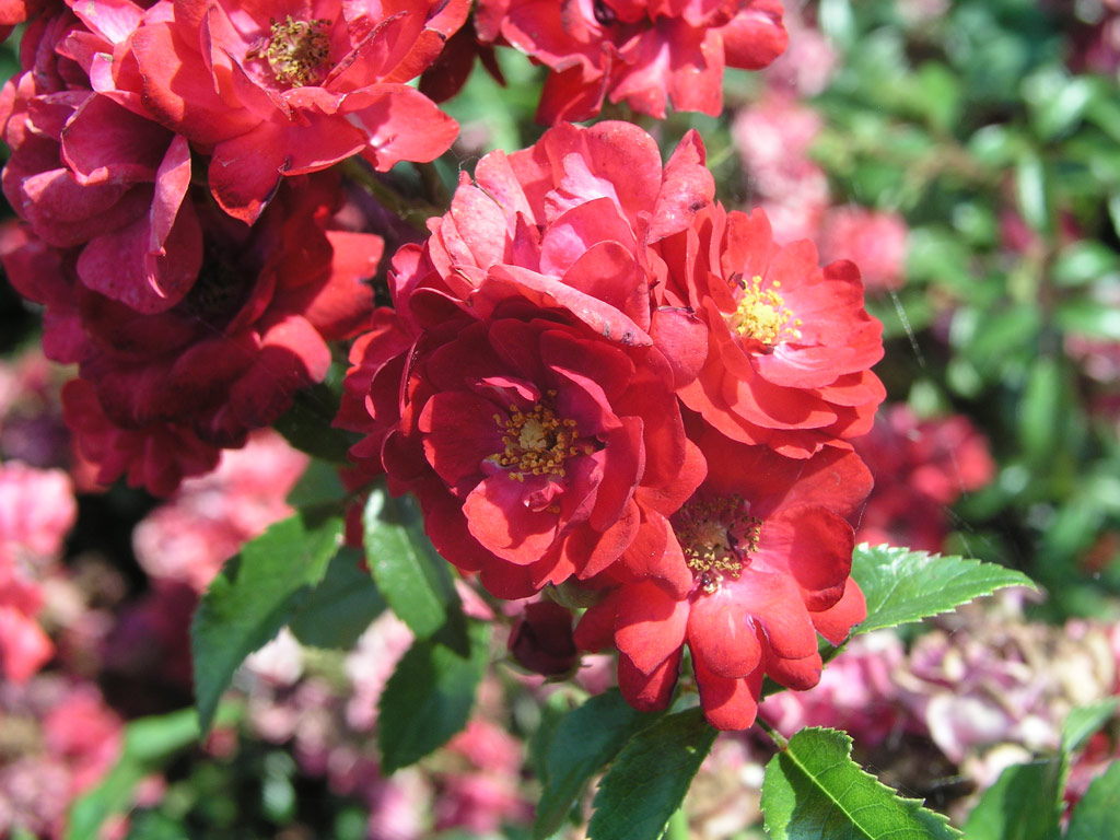 růže Ampelrose