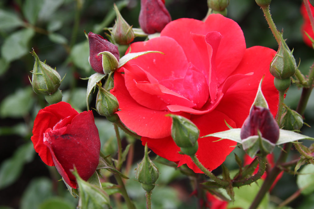 růže Andalusien