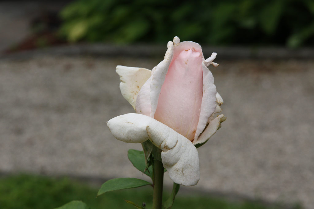 růže Andr� le Notre