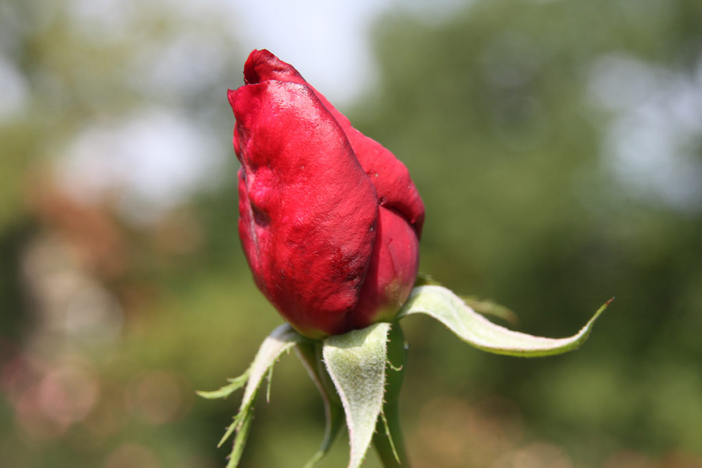 růže Andr�e Palthey