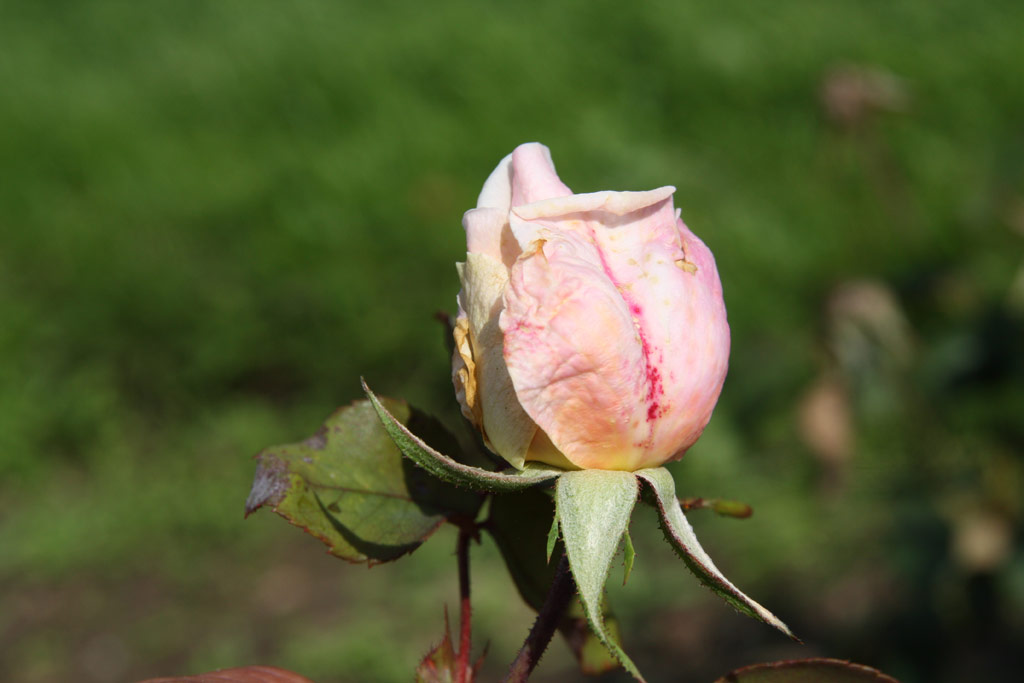růže Andr�e Perrier