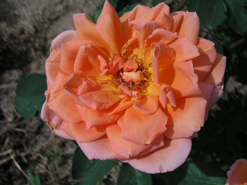 růže Andre� Sauveger