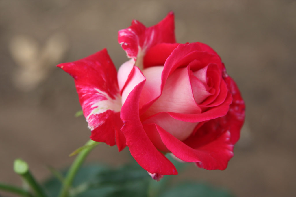 růže Angelika