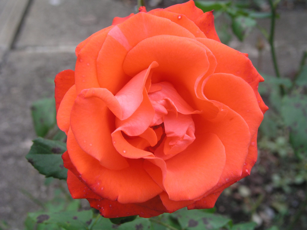 růže Angelique
